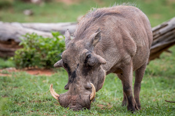 Naklejka na ściany i meble Male Warthog standing in the grass.