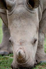 Fototapeta premium Close up of a baby White rhino.