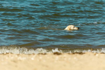White furry dog playing and swimming at the beach