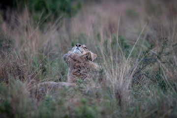 Two Lions bonding in the high grass.