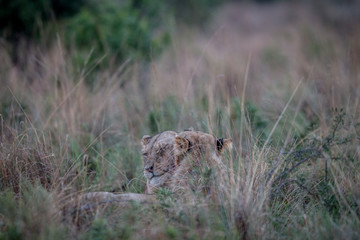 Two Lions bonding in the high grass.