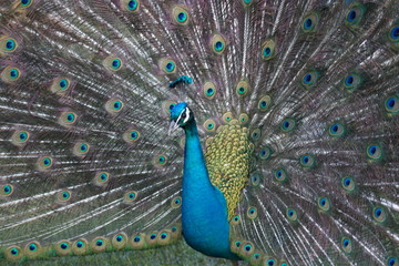 Obraz premium wild , tiere , wald 