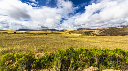 Wheat field in the highlands