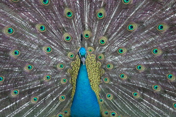 Obraz premium wild , tiere , wald 