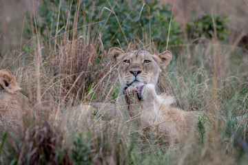 Two Lions bonding in the high grass.