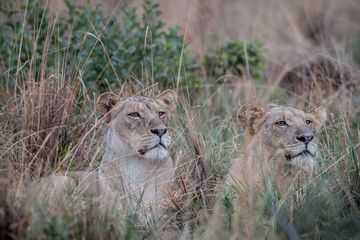 Fototapeta na wymiar Two Lions laying in the high grass and starring.
