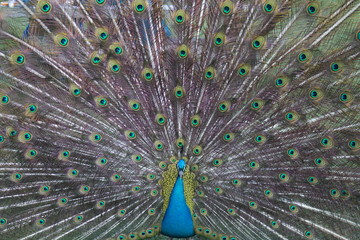 Obraz premium wild , tiere , wald 