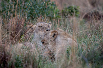 Two Lions bonding in the high grass.