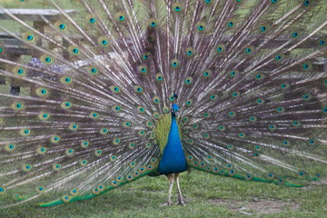 Obraz premium wild , tiere , wald 