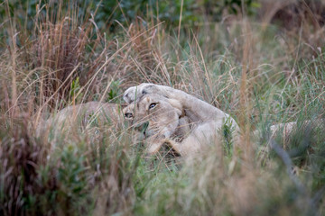 Two Lions bonding in the high grass.