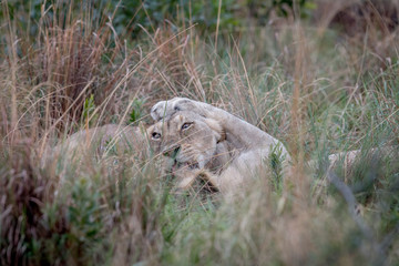Two Lions bonding in the high grass.