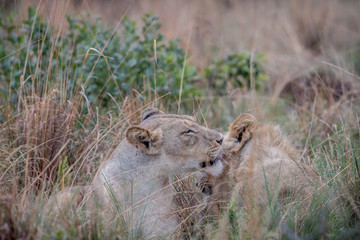 Two Lions bonding in the high grass.