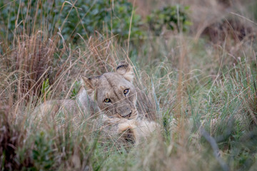 Two Lions bonding in the high grass.