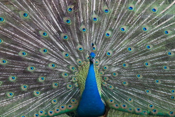 Obraz premium wild , tiere , wald 