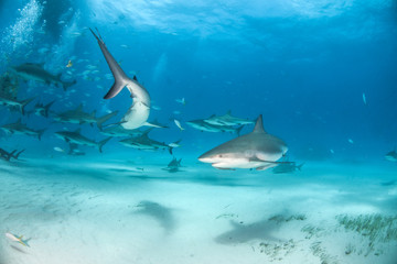 Caribbean reef shark at the Bahamas