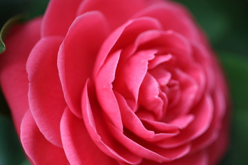 紅乙女椿の花_カラー横