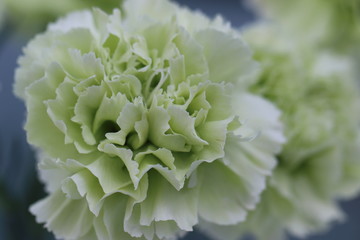 緑のカーネーション_カラー横