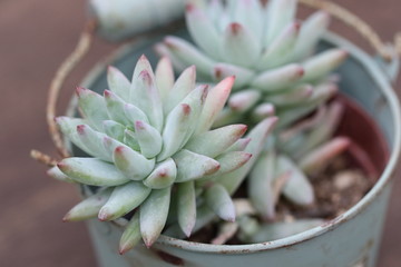 多肉植物_カラー横