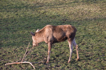 wild , tiere , wald 