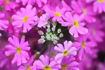 ピンクのサクラソウ_カラー横