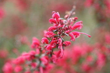 赤い花_カラー横