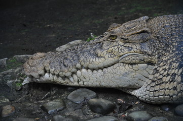 Obraz premium Large saltwater crocodile in captivity in Borneo, Malaysia