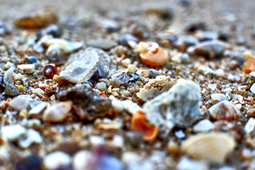 sea shells on the beach
