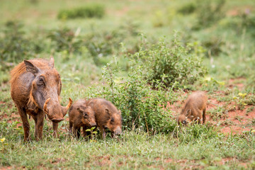 Family of Warthogs with baby piglets in the grass.