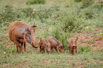 Family of Warthogs with baby piglets in the grass.