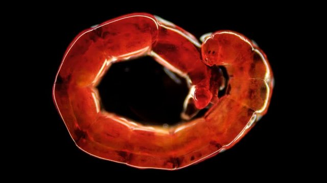 bloodworm under a microscope, is the larva of a mosquito of the family Chironomidae