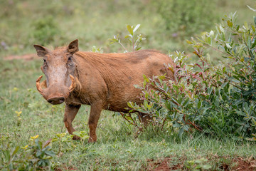 Female Warthog walking in the grass.