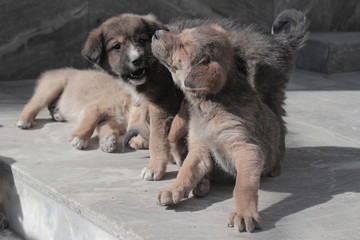 puppies playing and biting each other 