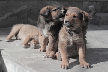 Fototapeta premium puppies playing and biting each other 