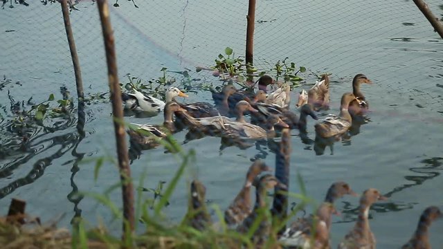 organic duck farming in backwater of kuttanad