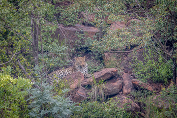 Leopard laying on a rock in Welgevonden.