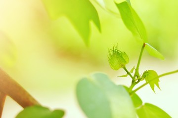 close-up cotton ball on a tree with blurred green background