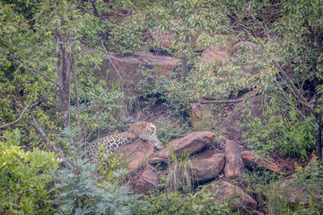 Leopard laying on a rock in Welgevonden.