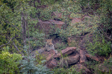 Leopard laying on a rock in Welgevonden.