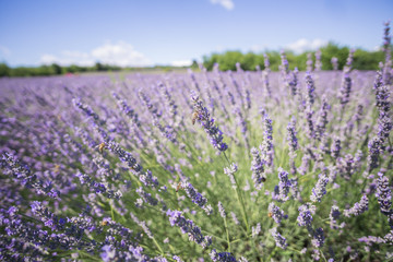 Fototapeta na wymiar Closeup photo of lavender flowers with bees on it, in a summer time