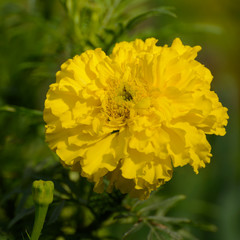 yellow marigold flower on a green meadow