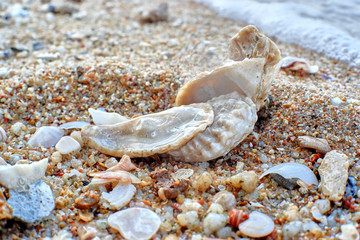 Sand and shell