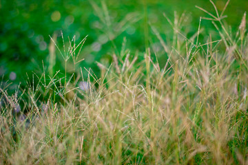 Bright grass fields with blurred background