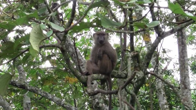 Wild Baboon Sitting on the Branch of a Tall Tree with Leaves and Foliage in Uganda, Africa