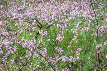 Peach blossom tree field in spring in LongQuanYi mountains, Chengdu, China