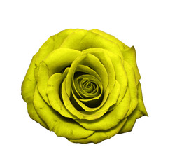 Obraz na płótnie Canvas Yellow Rose head isolated on white