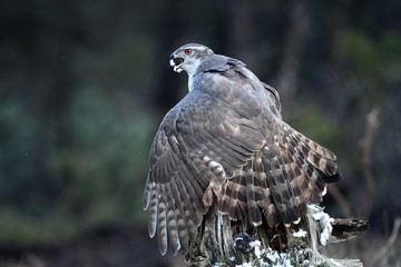 azor en la naturaleza