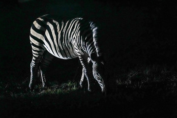Fototapeta na wymiar Zebra in the night