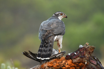 azor en la naturaleza