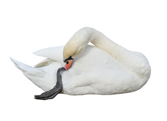 White swan bird full length isolated on white background. Swan is cleaning its feathers