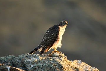 azor en la naturaleza